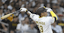 Manny Machado of the San Diego Padres