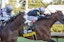 Tiz the Law, left, ridden by jockey Manuel Franco and Authentic, ridden by jockey John Velazquez, lead the field as they come out of the final turn during the running of the 146th Kentucky Derby.