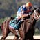 Breeders' Cup horse racing Fierceness