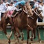 Mage Kentucky Derby 2023