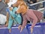 Birmingham Stallions Fans USFL
