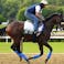 Baeza horse racing