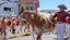 Bevo Texas Longhorns NCAAF