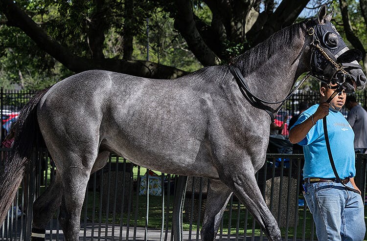 Breeders' Cup contender Arcangelo