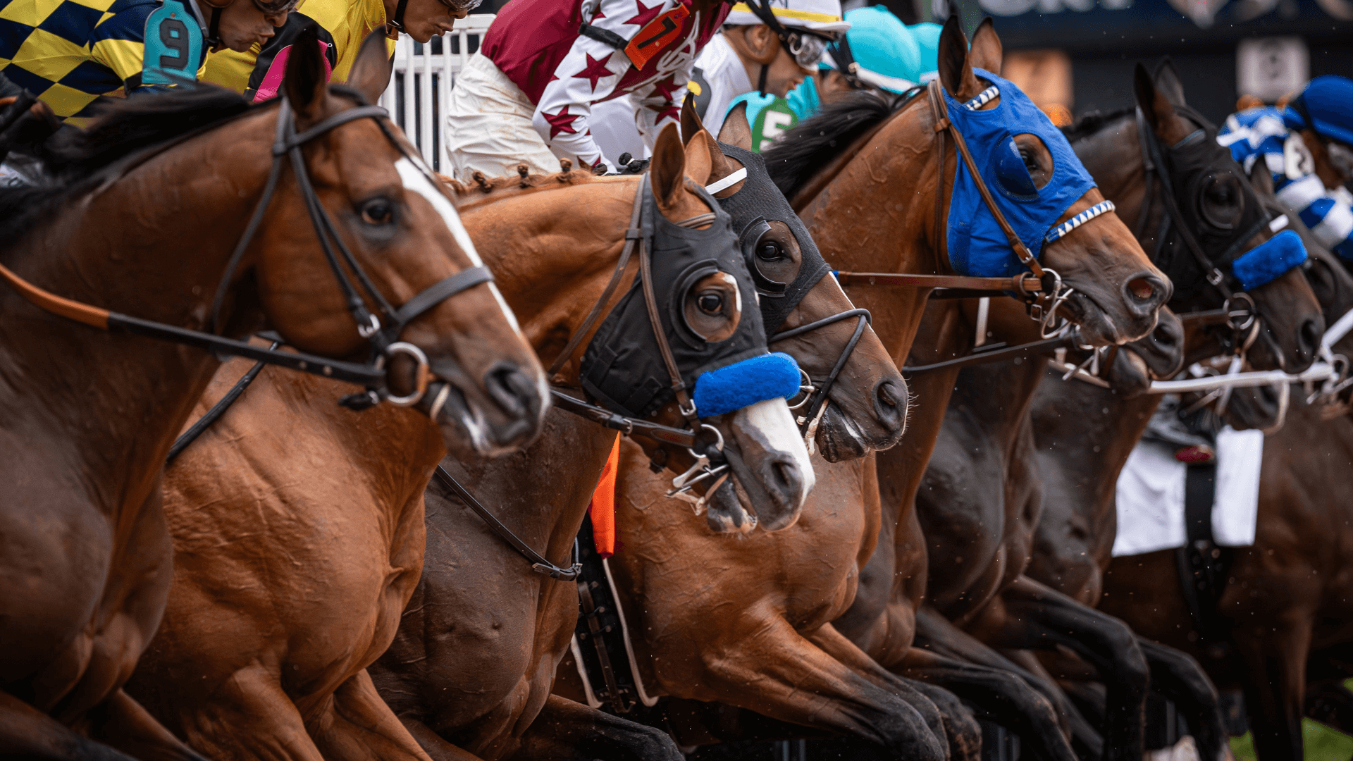 How To Bet - Preakness Stakes AI Predictions: ChatGPT Picks the Winner of the Run for the Black-Eyed Susans