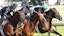 Belmont Stakes payouts results who won