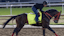 Kentucky Derby contender Coal Battle, gallops in the morning at Churchill Downs. 