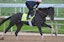 Zandon Kentucky Derby betting