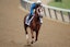 Belmont Stakes Tapit Shoes