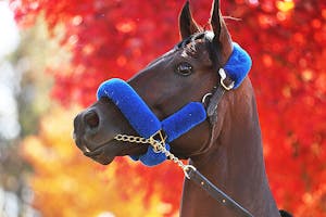 Breeders' Cup 2022: Picks, Predictions & Best Bets for Saturday, Nov 5