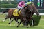 Casa Creed horse racing