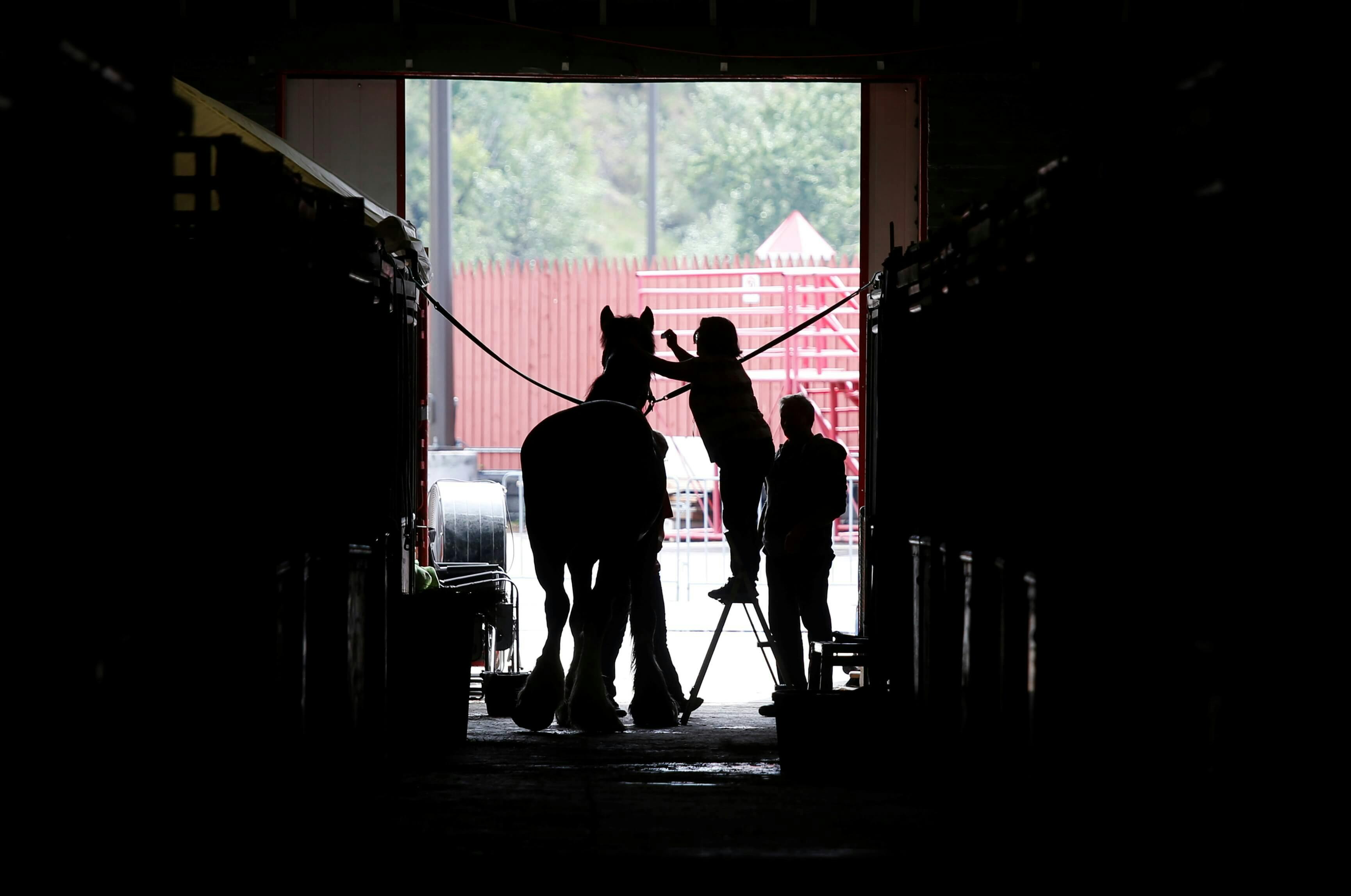 Horse Racing Shut Out of Alberta’s New Sports Betting Market