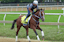 Mystik Dan Preakness Stakes Horse Racing