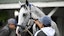 White Abarrio horse racing