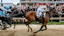 Journalism (2) with Umberto Rispoli up defeats Gosger (9) with Irad Ortiz Jr. up to win the running of the 150th Preakness stakes.