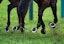 A general view of hooves kicking up mud during a race. (Photo by David Davies/PA Images/Alamy Images/Sipa USA)