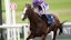 Diego Velazquez horse racing Breeders' Cup