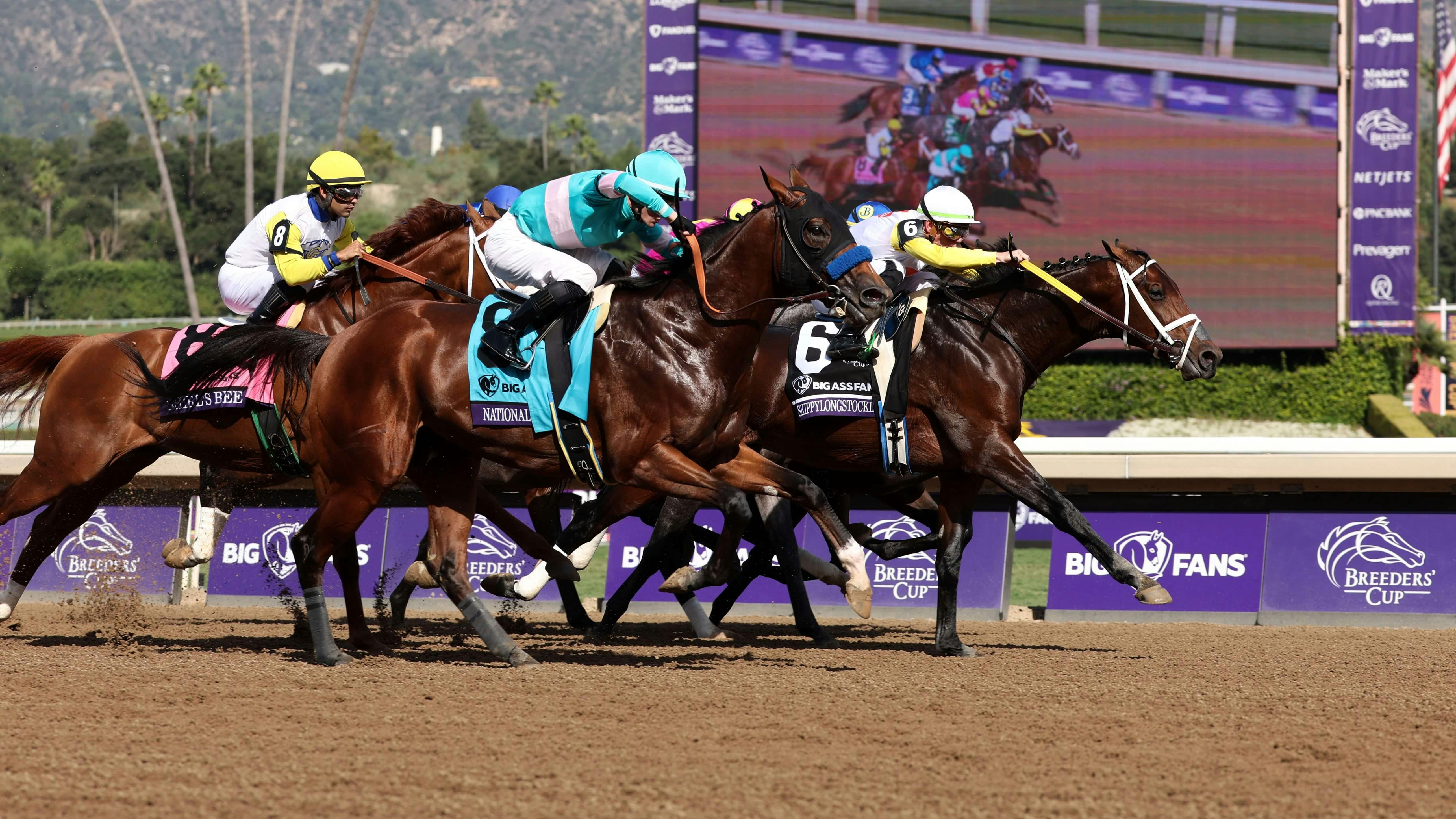 Skippylongstocking National Treasure Breeders' Cup horse racing