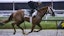 Preakness Stakes American Promise horse racing