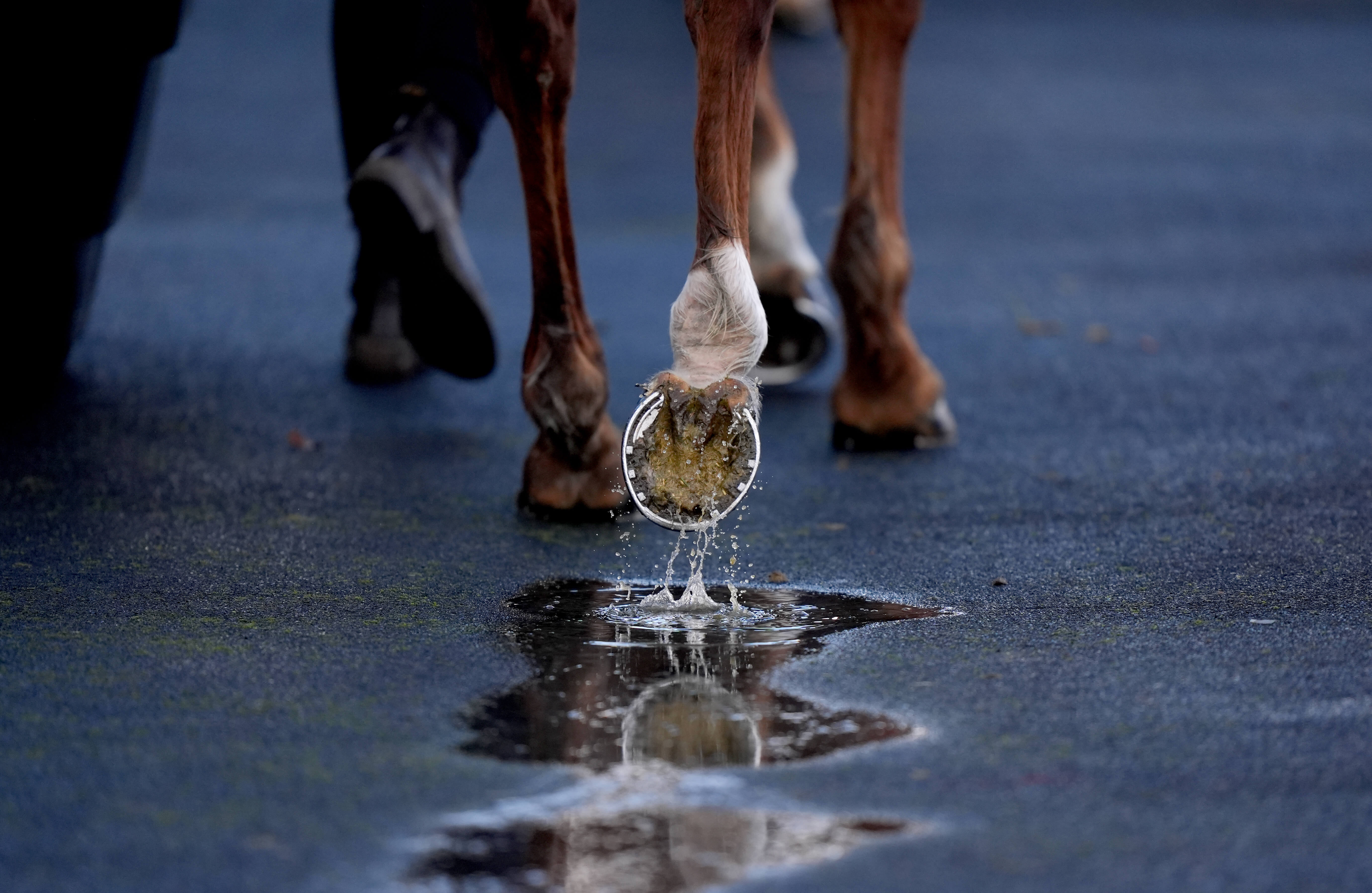 How To Bet - Nevada Trainer Fined, Banned for Drugging Racehorses