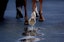 Close view of a horse's hoof (Photo by Bradley Collyer/PA Images/Alamy Images/Sipa USA)