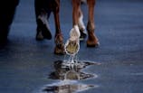Close view of a horse's hoof (Photo by Bradley Collyer/PA Images/Alamy Images/Sipa USA)