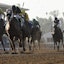 Horse racing  Xpressbet betting odds picks
