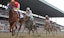 Horses race in the Belmont Stakes.