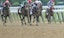 Horses race in the Belmont Stakes.